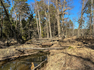 Devastation of forest areas  by the activity of beavers