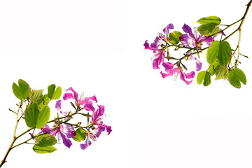 Branches of pink flowers bloom in summer on white background