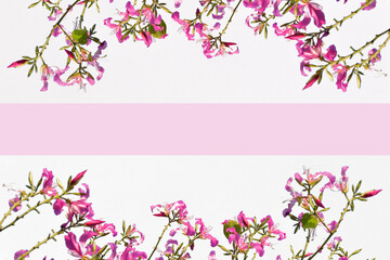 Fototapeta na wymiar Branches of pink flowers bloom in summer on white background concept for cards