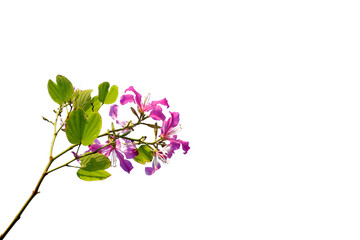 Fototapeta na wymiar Branches of pink flowers bloom in summer on white background