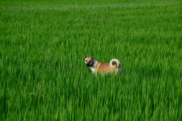 Dog standing in green rice fields