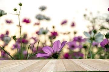  Empty top wooden table on soft focus blurred beautiful cosmos flowers blooming in nature