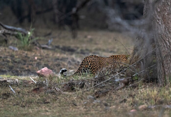 A leopoard behind a treeat  Ranthambore National Park, India