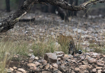 A leopoard moving away in the Ranthambore National Park, India