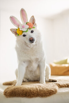 Der Osterhund