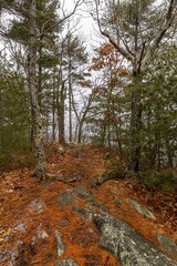 autumn in the forest