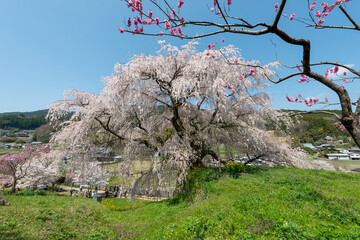 Full blooming of three hundred year old cherry tree in Uda city, Nara, Japan