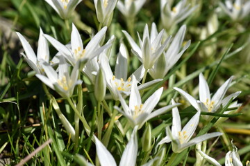 Weiße Blüten eines Dolden-Milchsterns