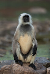 Gray Langur sitting on rock at  Ranthambore National Park, India