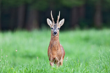 Chevreuil (Capreolus capreolus) portrait de brocard en été. Alpes.France