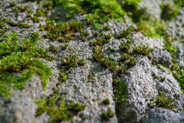 Macro de roche et plantes
