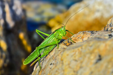 Green grasshopper macro - grasshopper on a rock