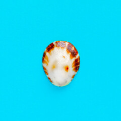 Flat Lay isolated image of a coastal seashell on a blue background