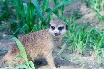 Fototapeta premium meerkat on guard duty