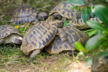 turtles mating