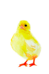 Just a hatched chicken, a yellow chick. The kid is small. Easter. Yellow little chick on a white background. Watercolor - 497727944