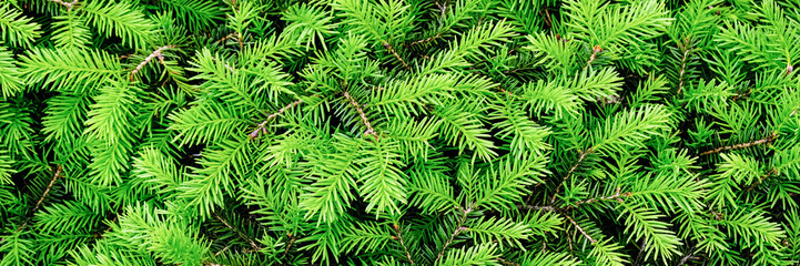 Green Spruce background or texture close up. Young spruce sprouts close up. Long natural banner with copy space