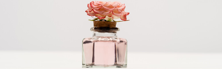 pink flower on bottle with perfume on white, banner.