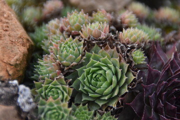 Fototapeta premium close up of a cactus plant