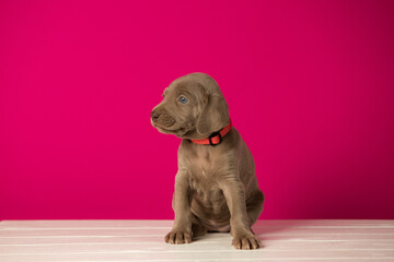 Adorable cute weimaraner puppy on pink background