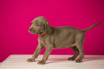 Adorable cute weimaraner puppy on pink background