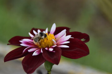 bee on a flower