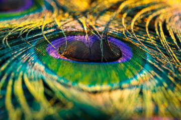 peacock feather close up, Peacock feather, Peafowl feather, Bird feather, feather background.