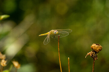 dragonfly on flower