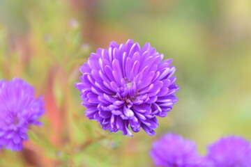 close up of a purple flower