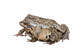 two frogs (Rana temporaria) during creating new lives