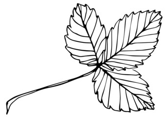 Strawberry leaf hand drawn illustration