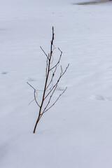 Fototapeta na wymiar Vertical photo of winter leafless branch of a tree at white snow background visible also footprint. One isolated tree branch. Detail of the winter bush with no leaves in snow.