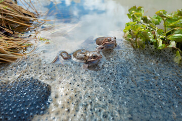 two frogs sitting in the water against the background of caviar