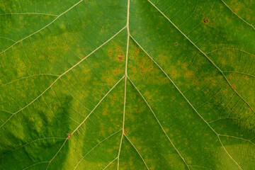 Close up green leaf texture as green nature abstract background