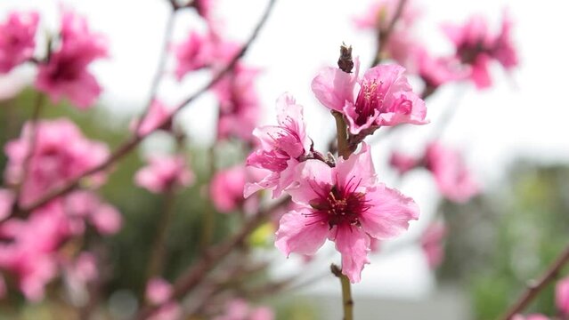 Beautiful blooming pink tender peach tree