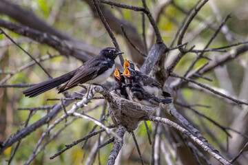 A Willie Wagtail (Rhipidura leucophrys), an Australian fantail, perched by the nest, as its three baby chicks beg for a meal . Wildlife photography in a public park at Mount Annan, Sydney.