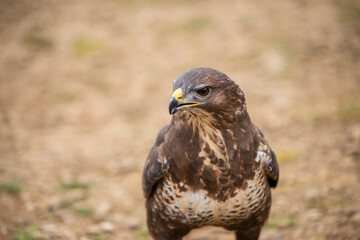 bird of prey Sparrowhawk