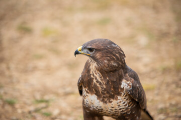 bird of prey Sparrowhawk