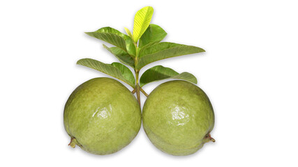 Guava Fruit with Leaves in White background...
