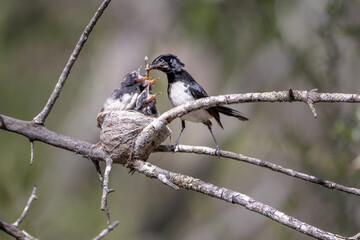 Willie Wagtail (Rhipidura leucophrys), an Australian fantail, feeding an insect to one of its three baby chicks, in a nest. Wildlife photography in a public park at Mount Annan, Sydney.