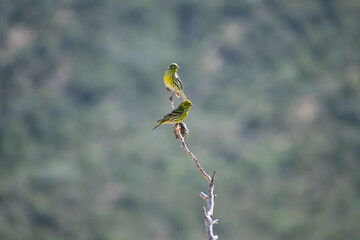European Serin (Serinus Serinus) perching on a dead branch