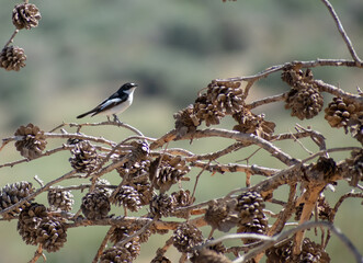 Male Atlas pied flycatcher (Ficedula speculigera)