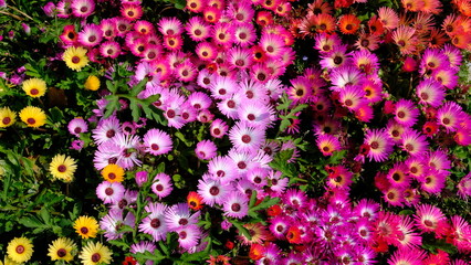 Fototapeta premium 花