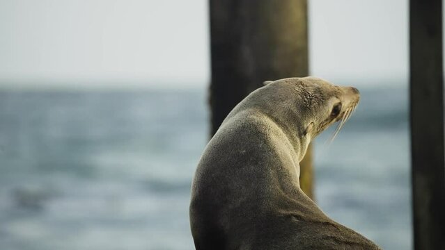 Portrait of lazy seal, sitting and relaxing on the seashore.