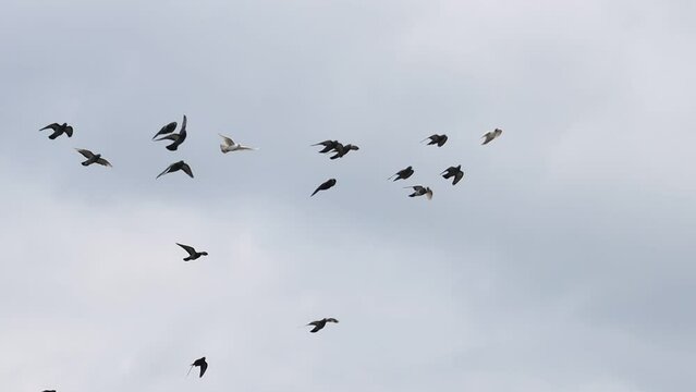doves flying in the sky slow motion
