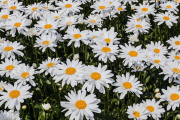 Field of blooming daisies on a summer day