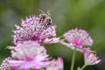 Bee - Apis mellifera - pollinates Astrantia Major