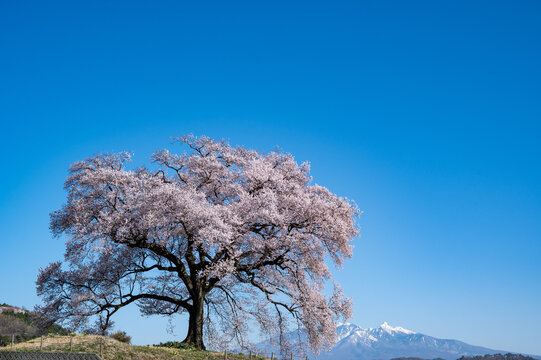 日本の桜のある風景