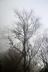 silhouette of a tree