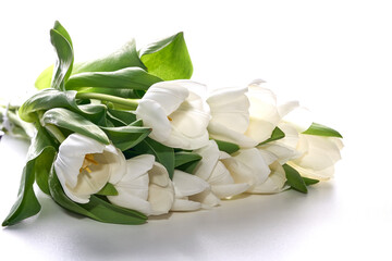 Fresh white tulips on the white background close-up shot